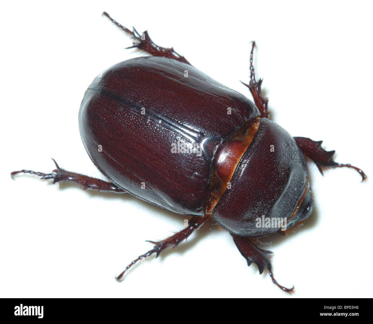 Beetle in front of white background, isolé. Banque D'Images