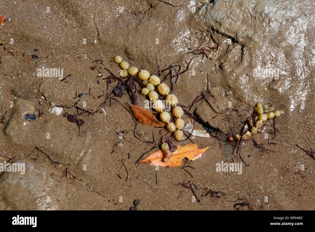 Débris sur les plages de Nouvelle-Zélande Banque D'Images