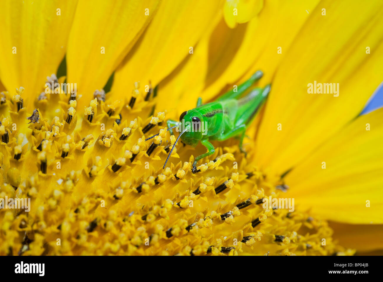 Vue en gros, Vert sauterelle sur un tournesol. Winnipeg, Manitoba, Canada. Banque D'Images