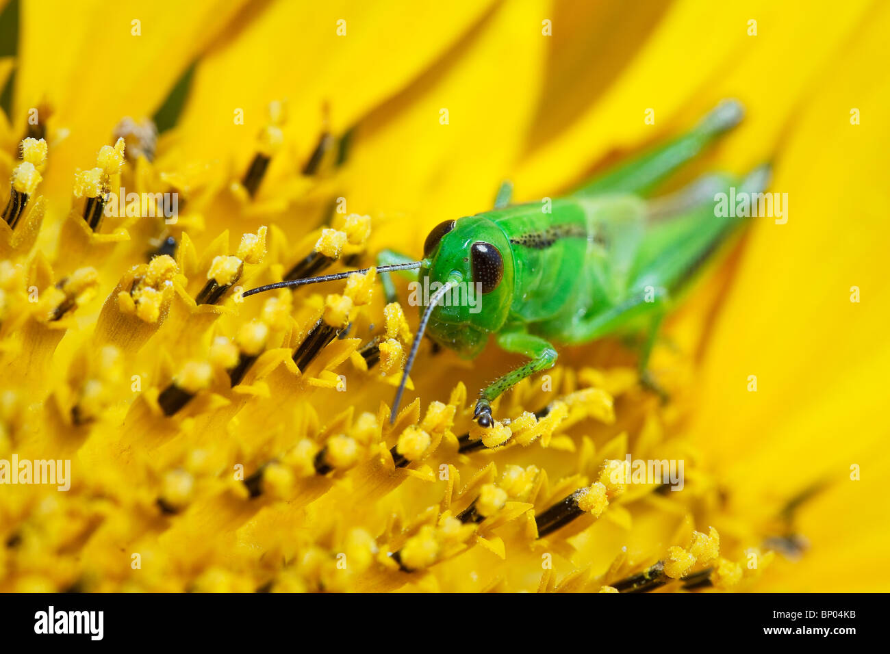 Vue en gros, Vert sauterelle sur un tournesol. Winnipeg, Manitoba, Canada. Banque D'Images
