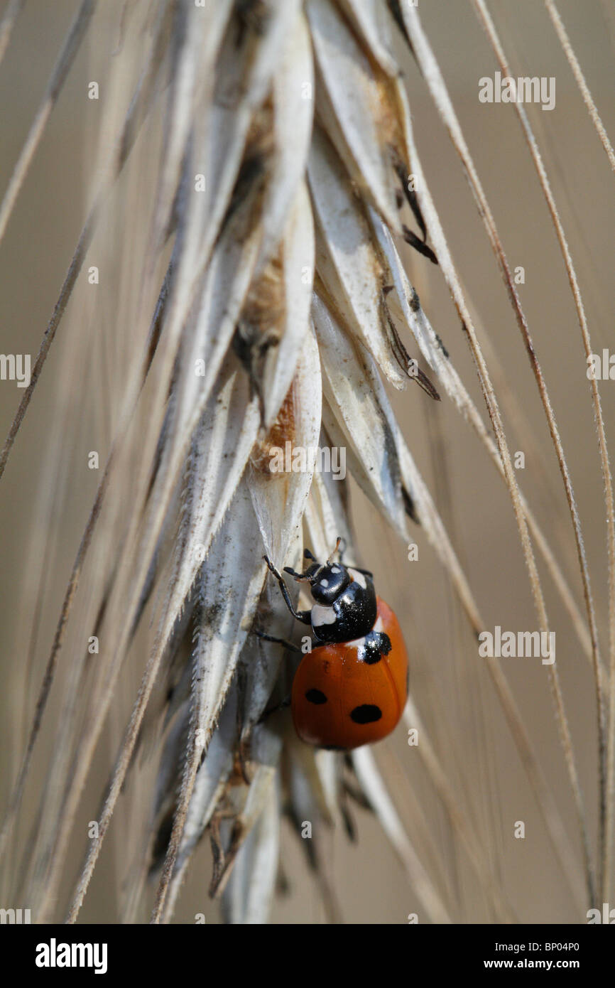 Coccinella septempunctata, les sept-spot ladybird ou sept-spotted ladybug, sur l'épi de blé Banque D'Images