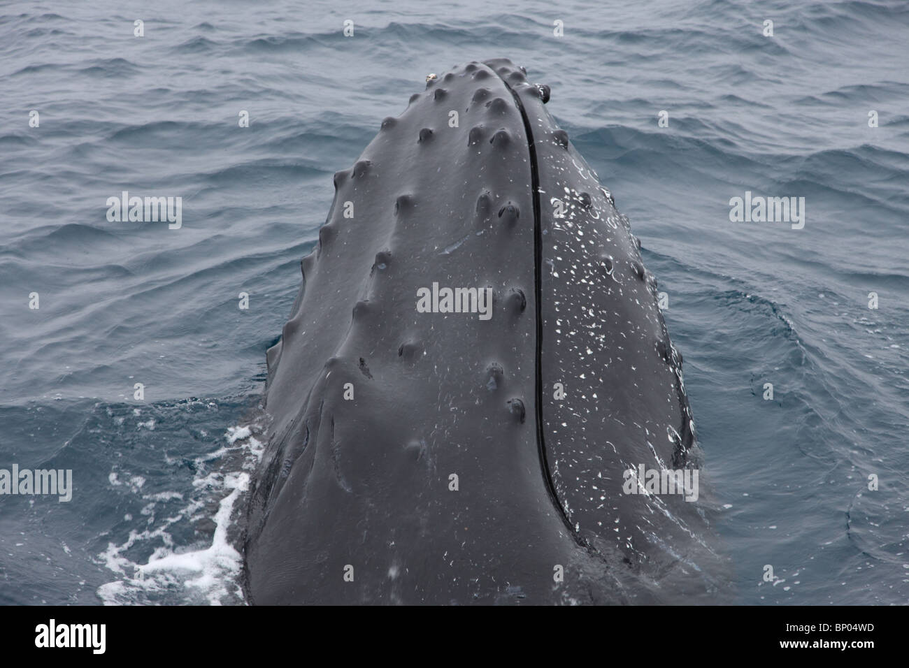 Baleine à bosse en Antarctique vue à partir d'un bateau à voile Banque D'Images