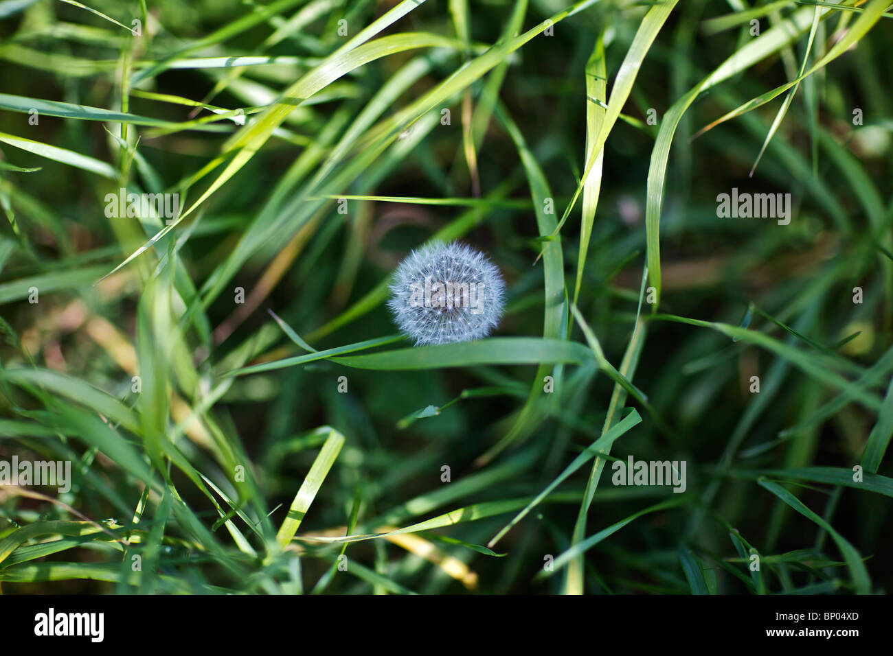 Le pissenlit allé à la semence dans auburn Banque D'Images