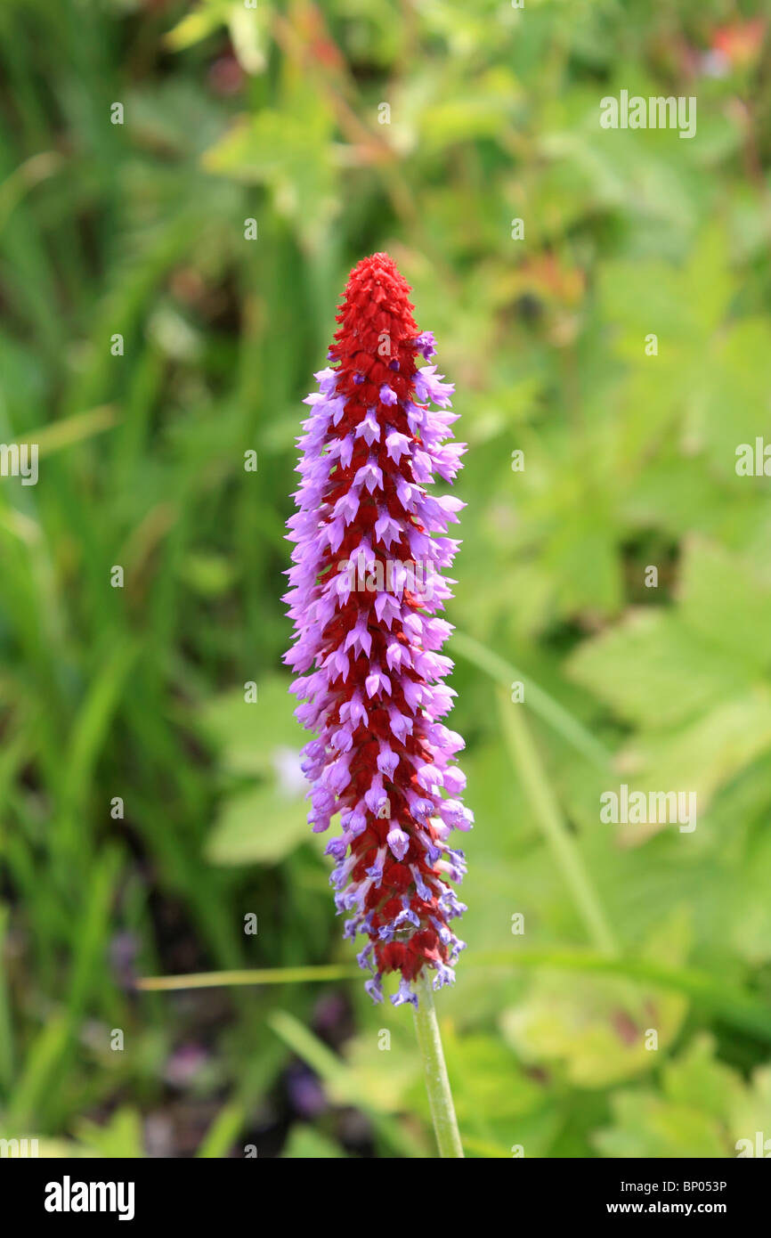 Fleur rouge et mauve de la Primula vialii plante, Surrey England UK Banque D'Images