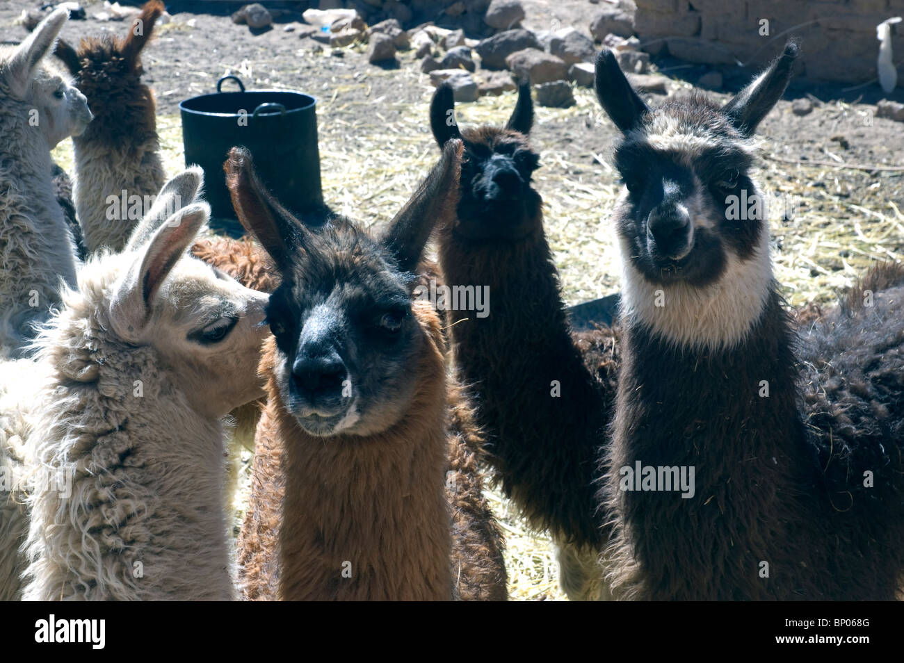 Les jeunes lamas de l'Altiplano de haut, au sud-ouest de la Bolivie. Banque D'Images