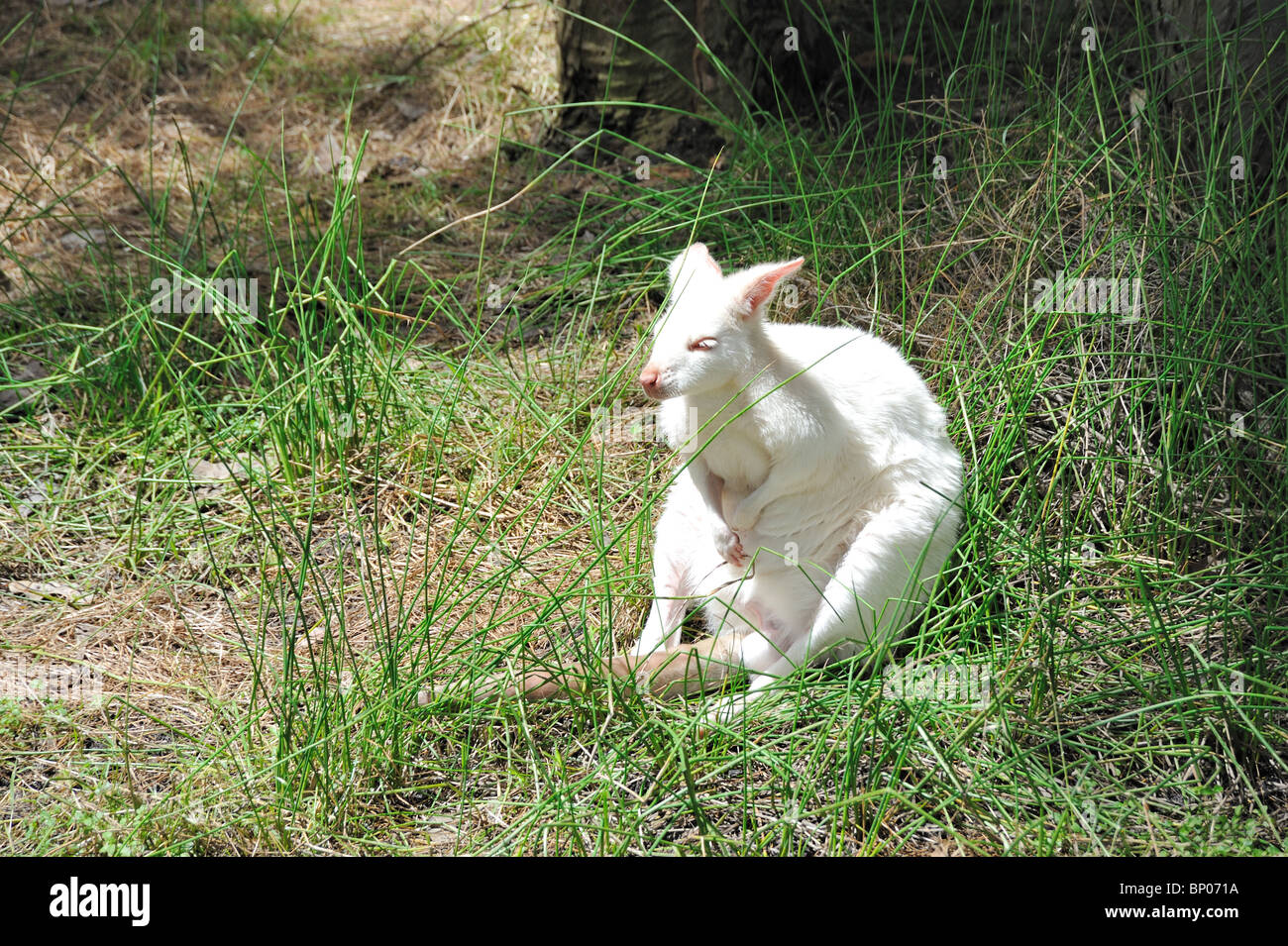 Australie - Kangoroo blanc Banque D'Images
