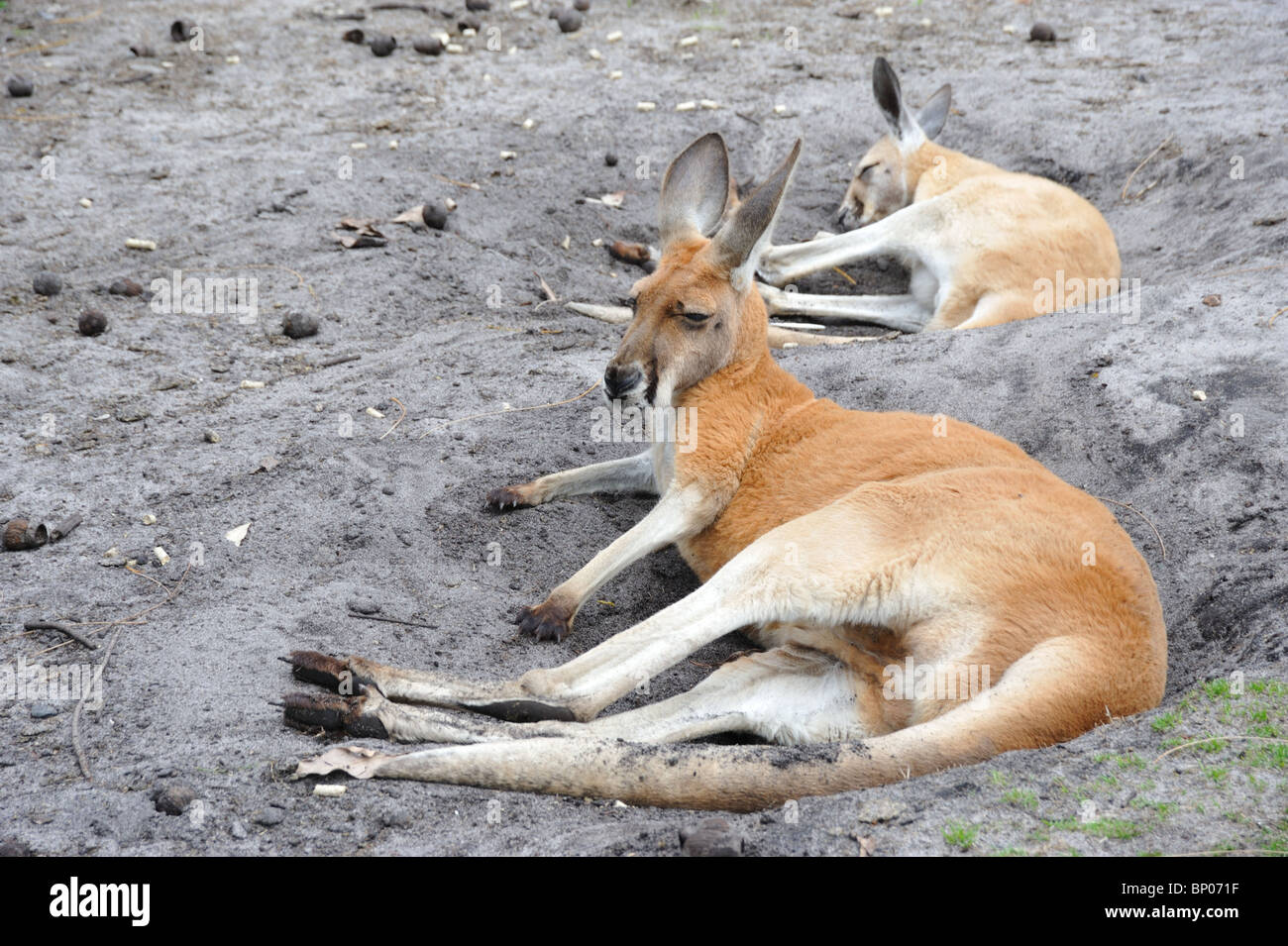 Le kangoroo - symbole national de l'Australie Banque D'Images