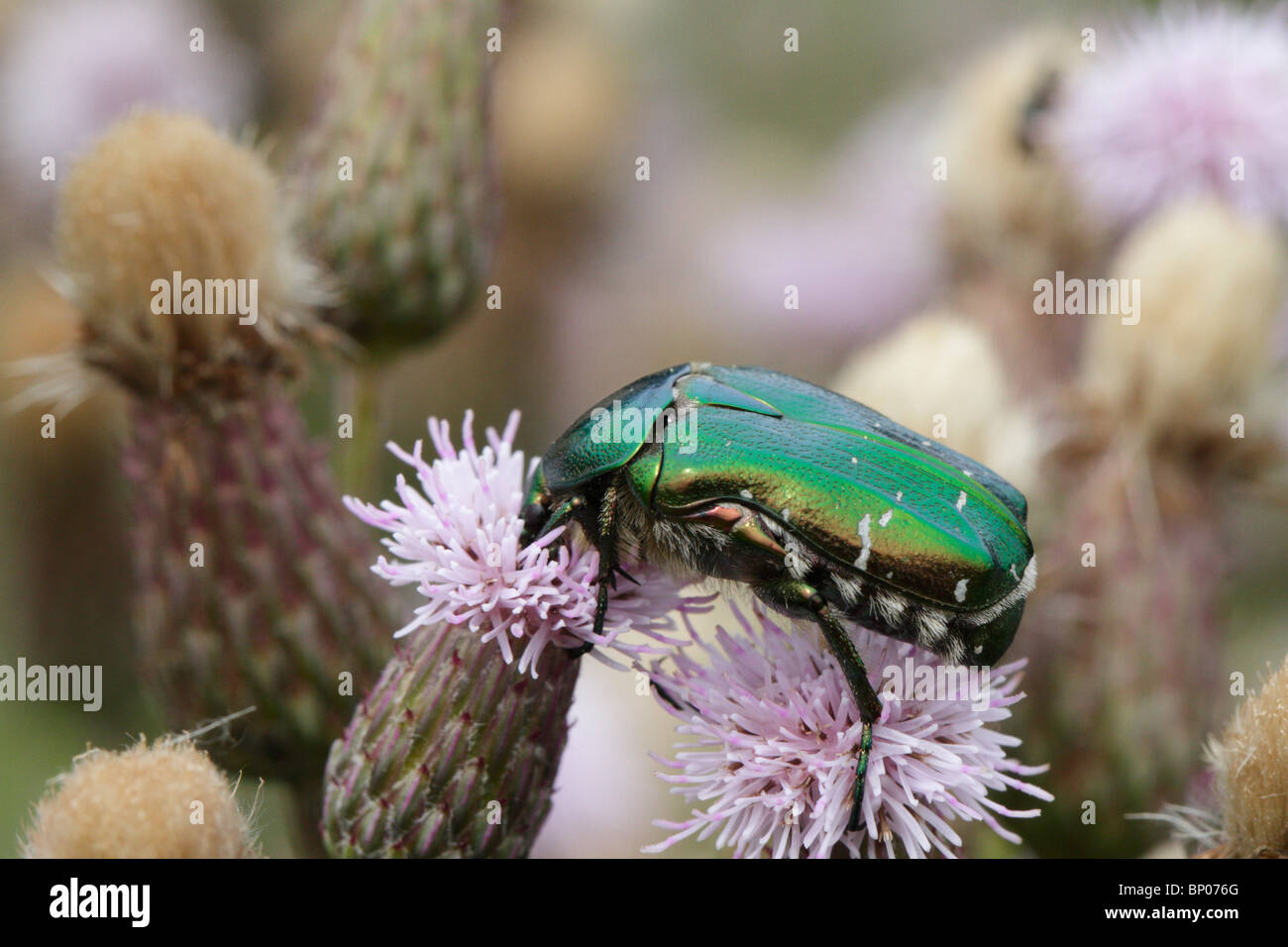 Cetonia aurata, chafer beetle rose sur un chardon Banque D'Images