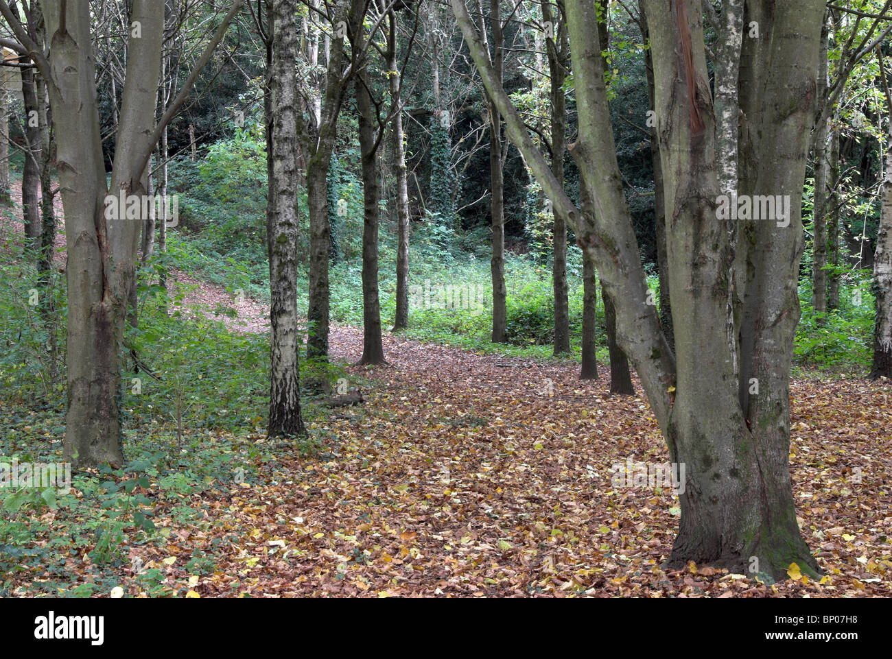 Clayton Wood, Woodland Trust le bois. Octobre 2007 Banque D'Images