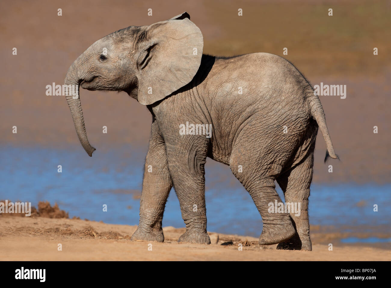 Un jeune éléphant d'Afrique (Loxodonta africana), Addo Elephant Park, Afrique du Sud Banque D'Images