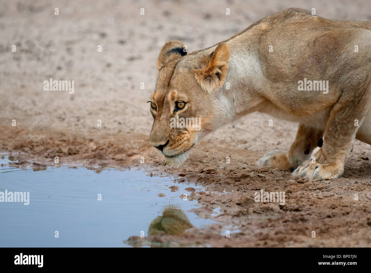 Lioness (Panthera leo) l'eau potable à un étang, Kgalagadi Transfrontier Park, Afrique du Sud Banque D'Images