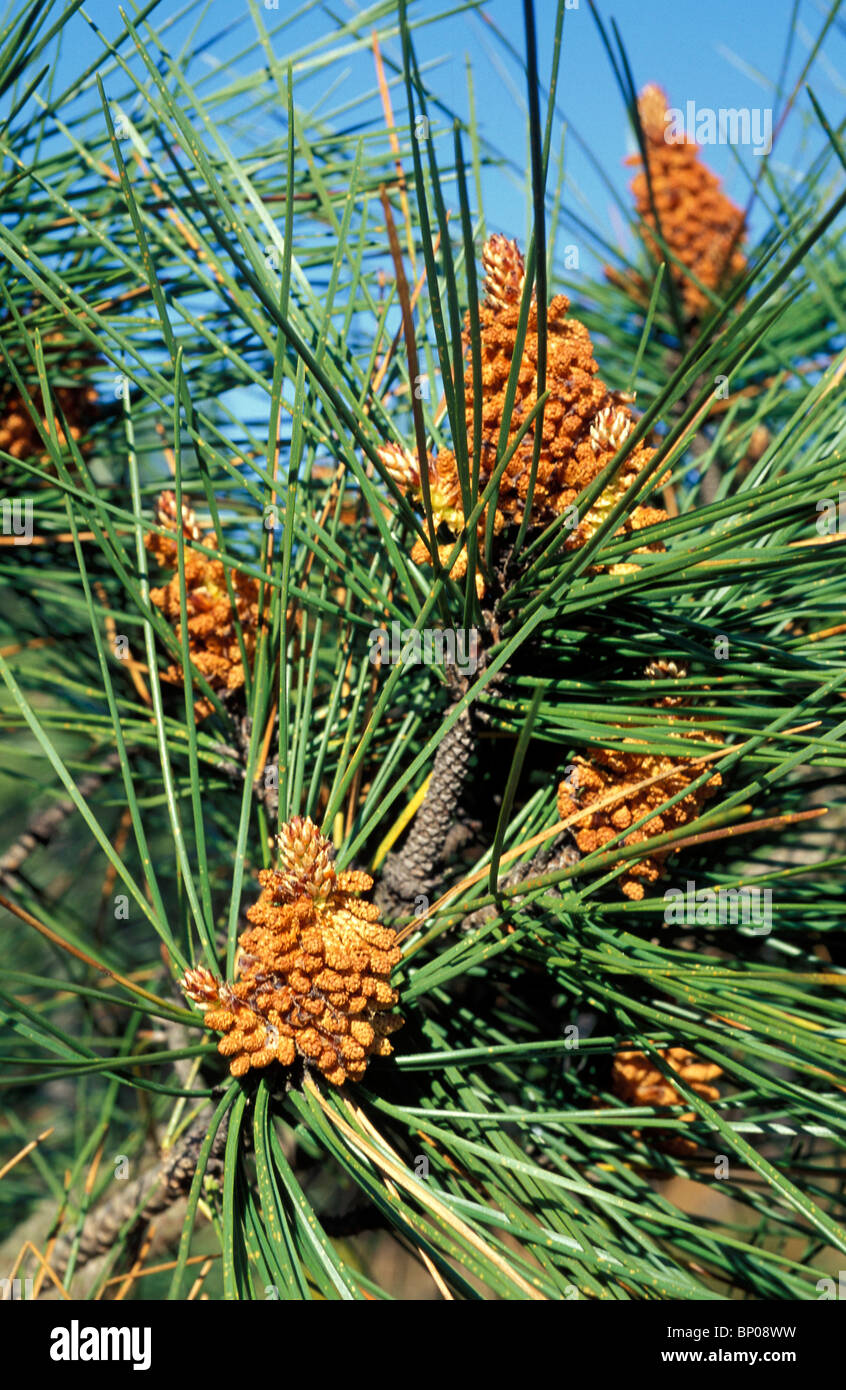 Maritime Pine Fruits Banque De Photographies Et D images Haute 