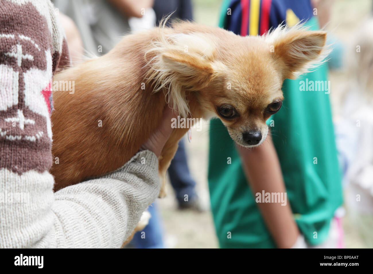 Animaux de Chihuahua, à la plus grande du marché Viking Festival et reconstitution d'un camp à Kvarnbo archipel sur terre Banque D'Images