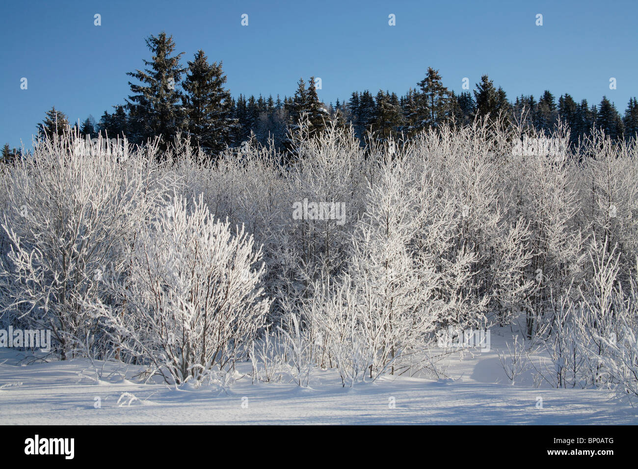 Les arbres couverts de neige Banque D'Images