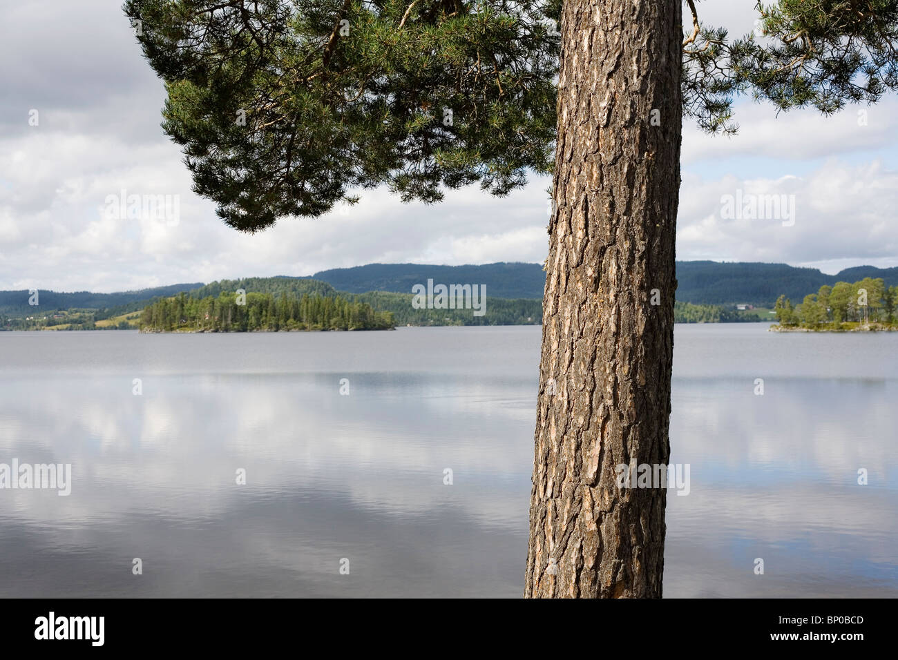 Pine Tree by lake Banque D'Images