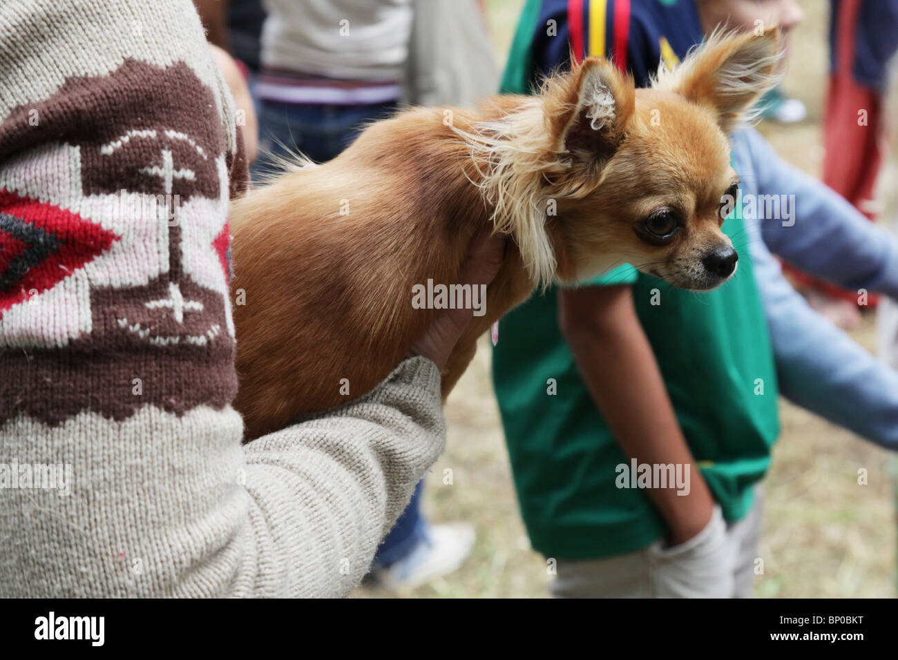 Animaux de Chihuahua, à la plus grande du marché Viking Festival et reconstitution d'un camp à Kvarnbo archipel sur terre Banque D'Images