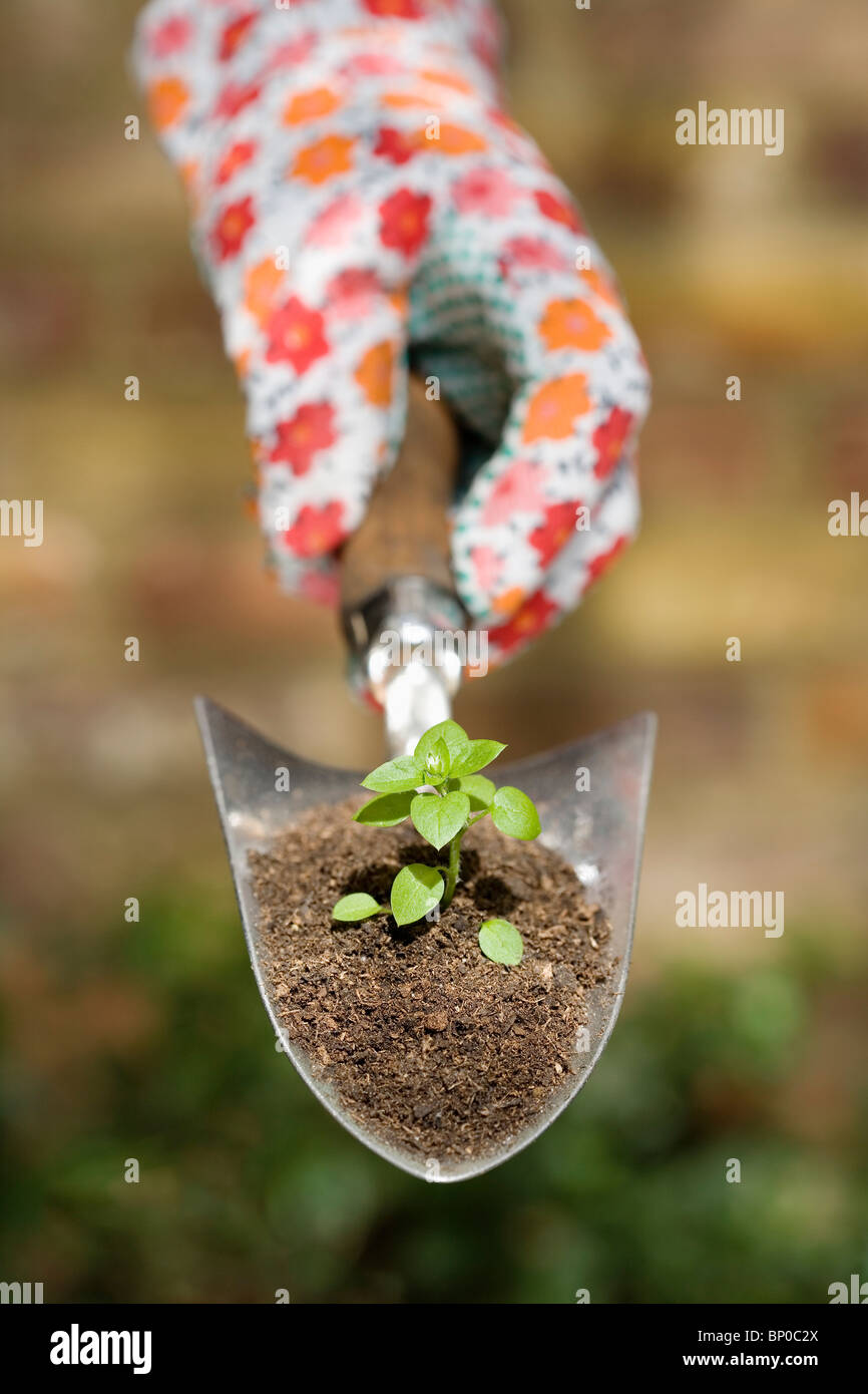 Hand holding plant sur truelle de jardin Banque D'Images