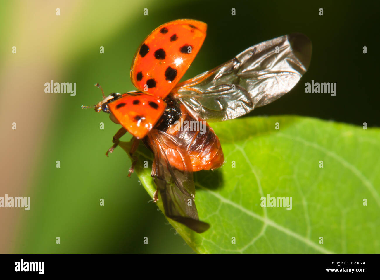 Coccinelle asiatique multicolore ascenseurs ses extensions extérieures (élytres) à révéler ses ailes vol doux juste avant le vol Banque D'Images