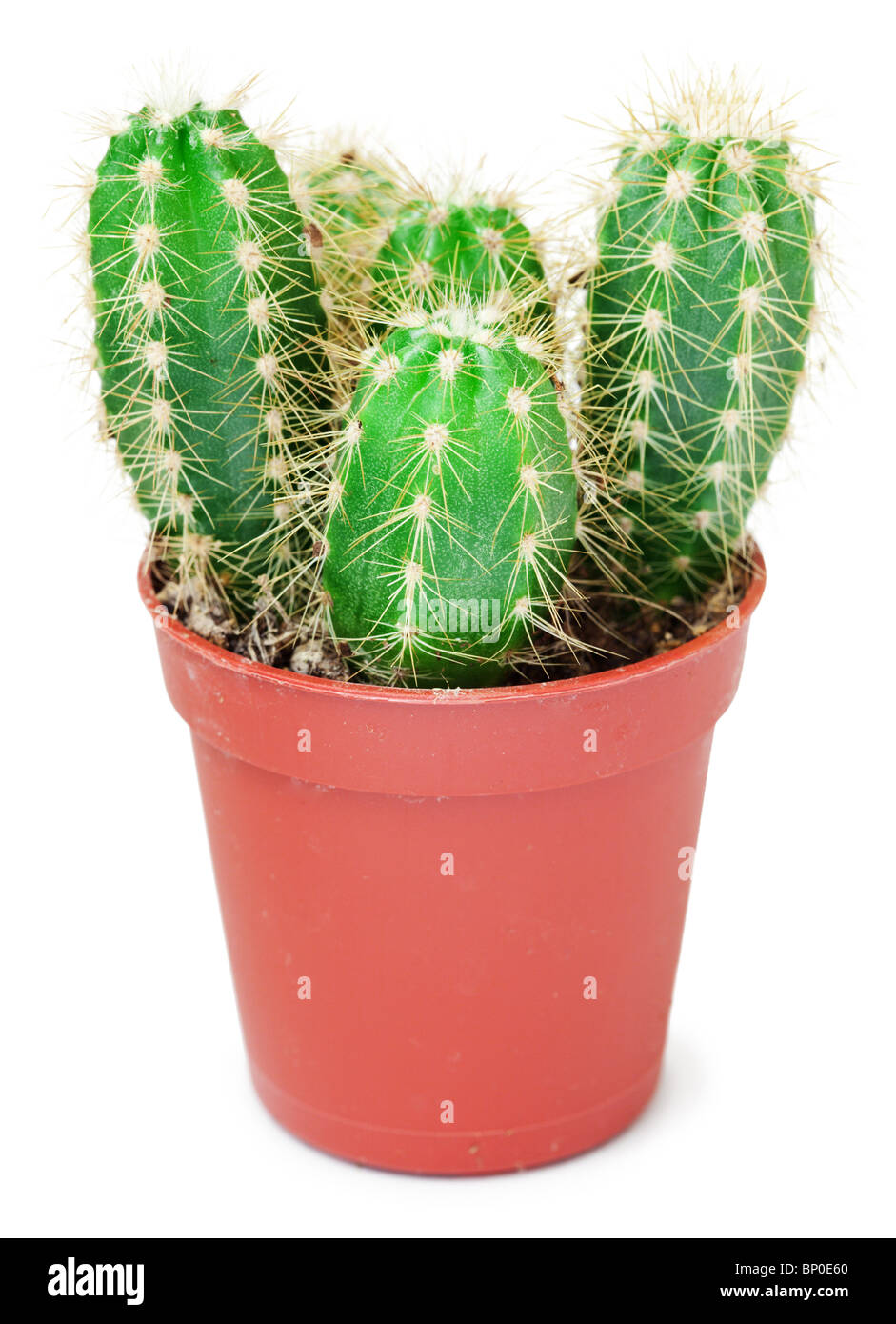Cactus dans un petit pot il est isolé sur fond blanc Banque D'Images