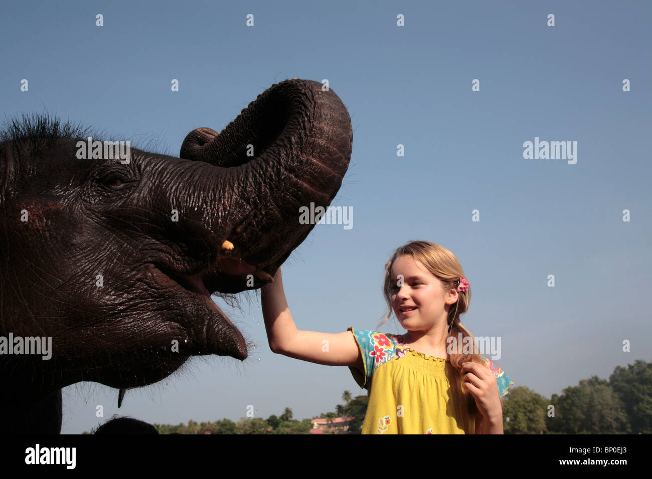 L'Inde, l'Inde du Sud, Kerala. Jeune fille orpheline de pats éléphant Kodanad Sanctuaire d'éléphants au cours de son bain quotidien dans la Banque D'Images