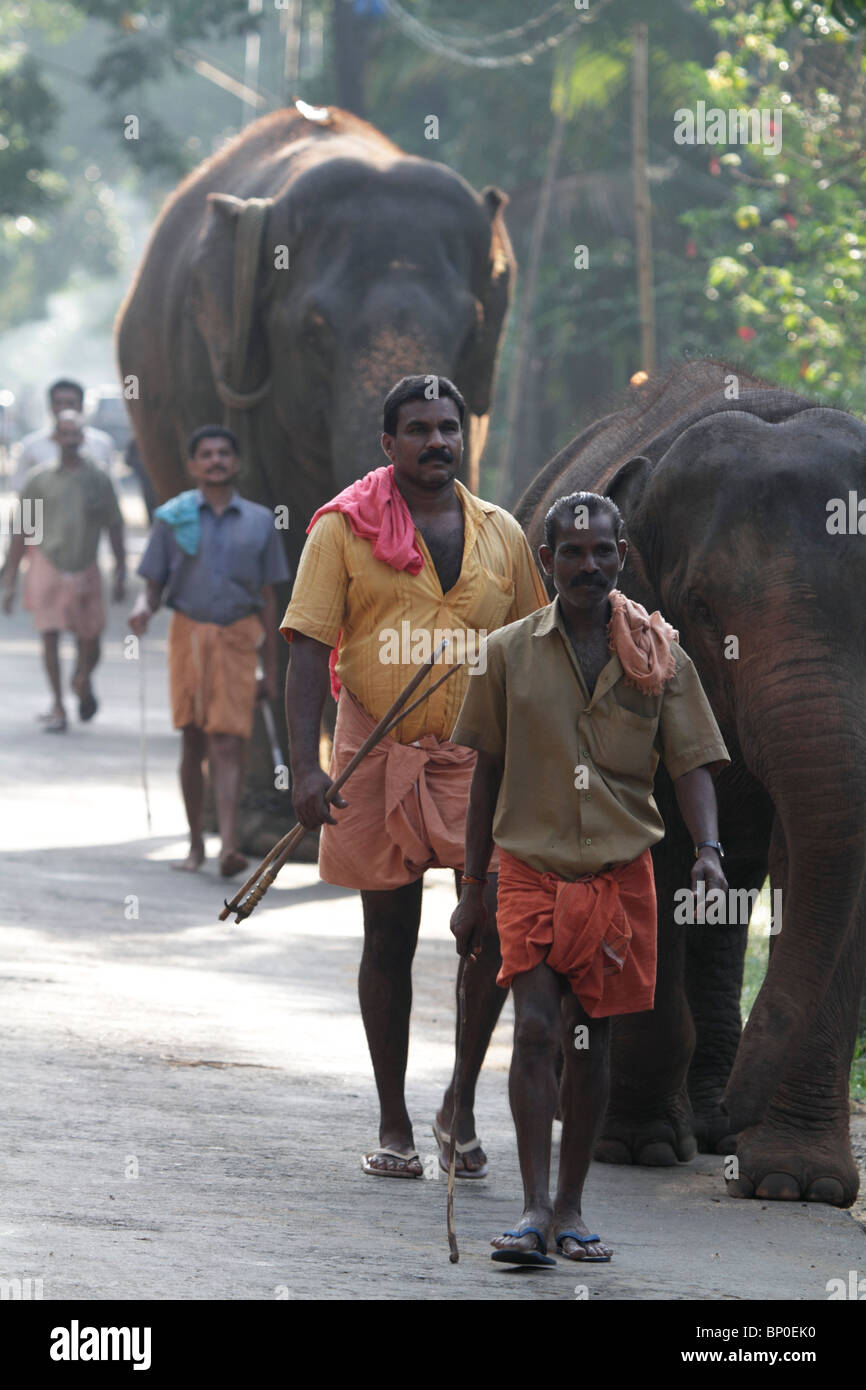 L'Inde, l'Inde du Sud, Kerala. Plomb cornacs éléphants de Kodanad Sanctuaire d'Éléphants pour leur bain quotidien dans la rivière. Banque D'Images
