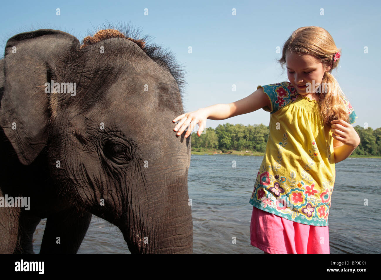 L'Inde, l'Inde du Sud, Kerala. Jeune fille orpheline de pats éléphant Kodanad Sanctuaire d'éléphants au cours de son bain quotidien dans la Banque D'Images