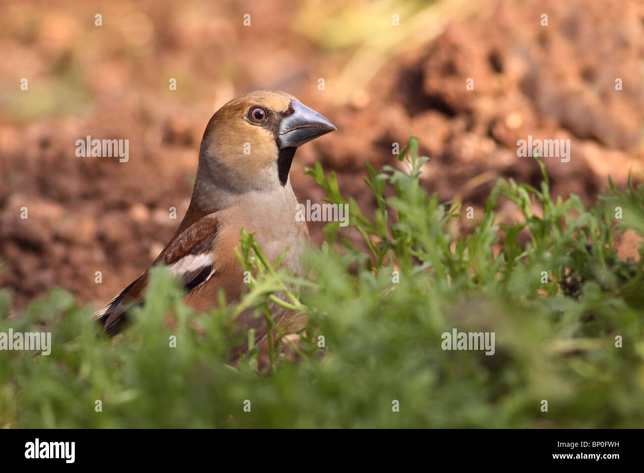 (Coccothraustes coccothraustes Hawfinch) par une piscine. Banque D'Images