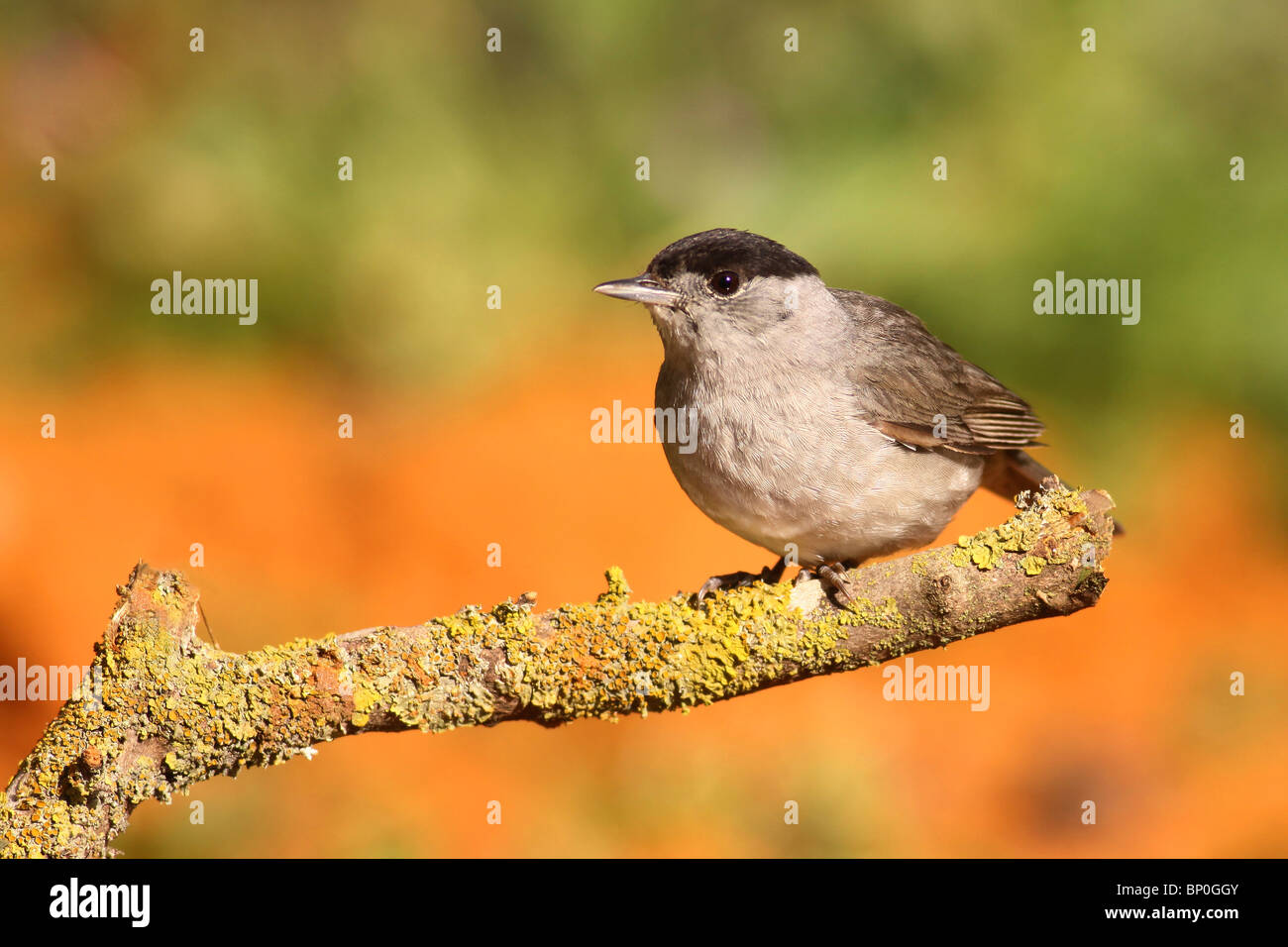 Sylvia atricapilla blackcap (mâle) perché sur une branche tourné en Israël Avril 2010 Banque D'Images