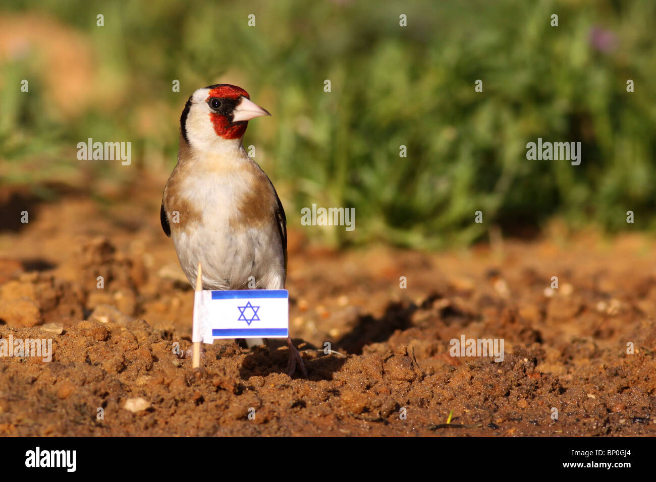 Chardonneret élégant (Carduelis carduelis), cet oiseau se nourrit de graines de l'ajonc d'usines et de chardons. Israël, Avril Banque D'Images
