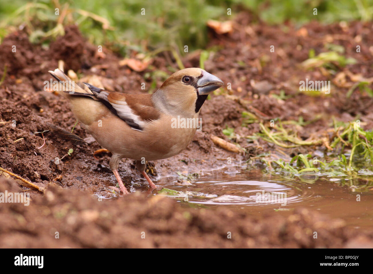 (Coccothraustes coccothraustes Hawfinch) par une piscine. Banque D'Images