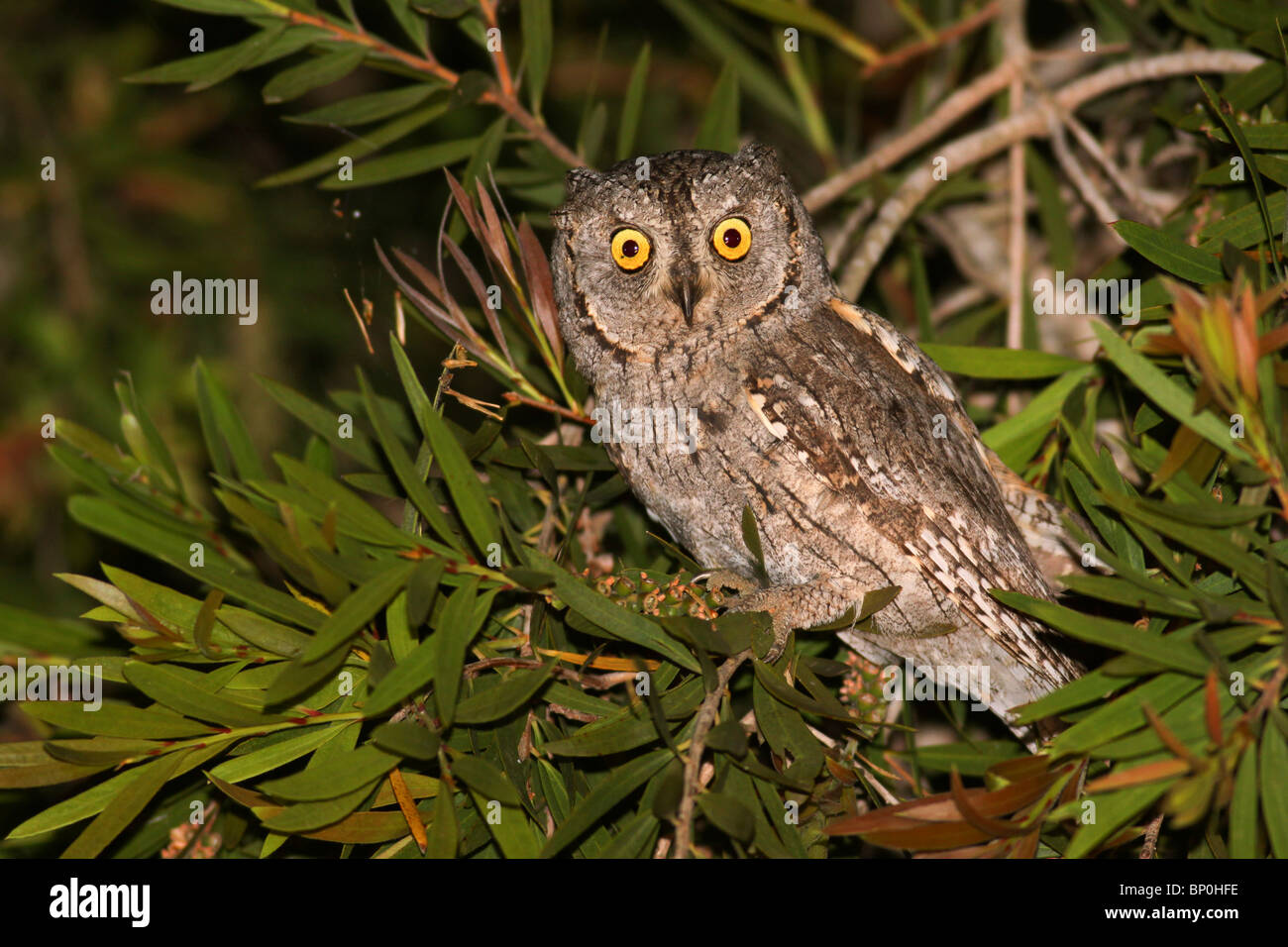 European Scops (Otus scops), également Eurasian Scops Owl Israël, printemps Banque D'Images