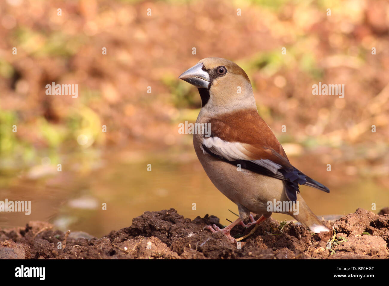 (Coccothraustes coccothraustes Hawfinch) par une piscine. Banque D'Images