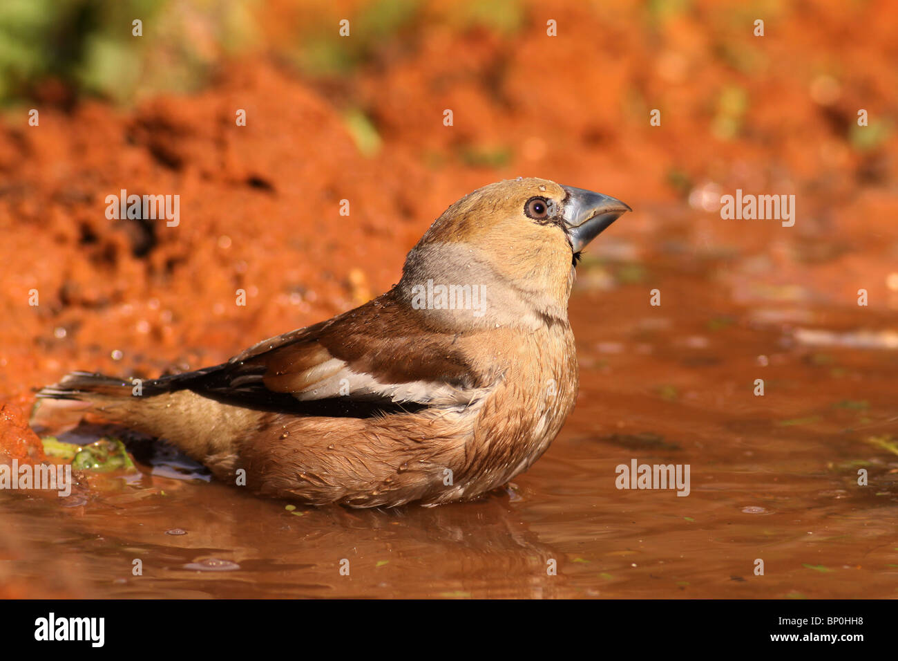 (Coccothraustes coccothraustes Hawfinch) par une piscine. Banque D'Images