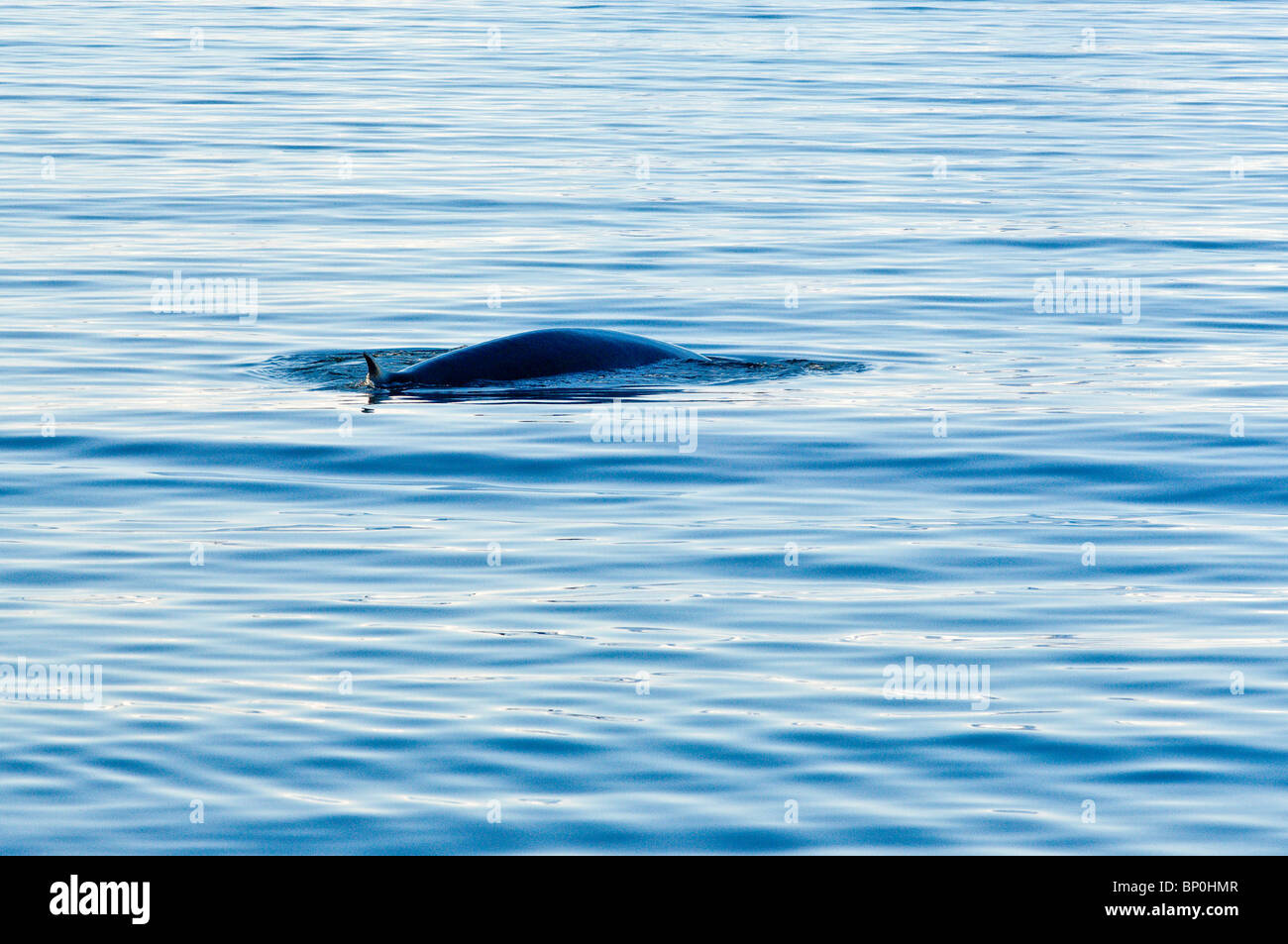 Rorqual commun dans Woodfjord archipel du Svalbard, Norvège. Banque D'Images