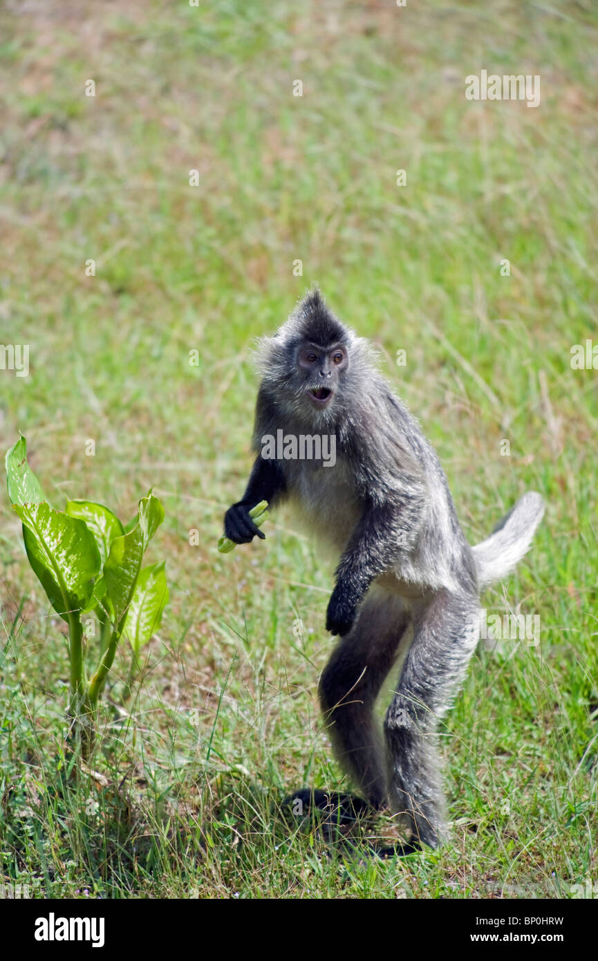 L'Asie du Sud, la Malaisie, Bornéo, Sabah, Labuk Bay Proboscis Monkey Sanctuary, La Feuille d'argent Langur monkey Banque D'Images