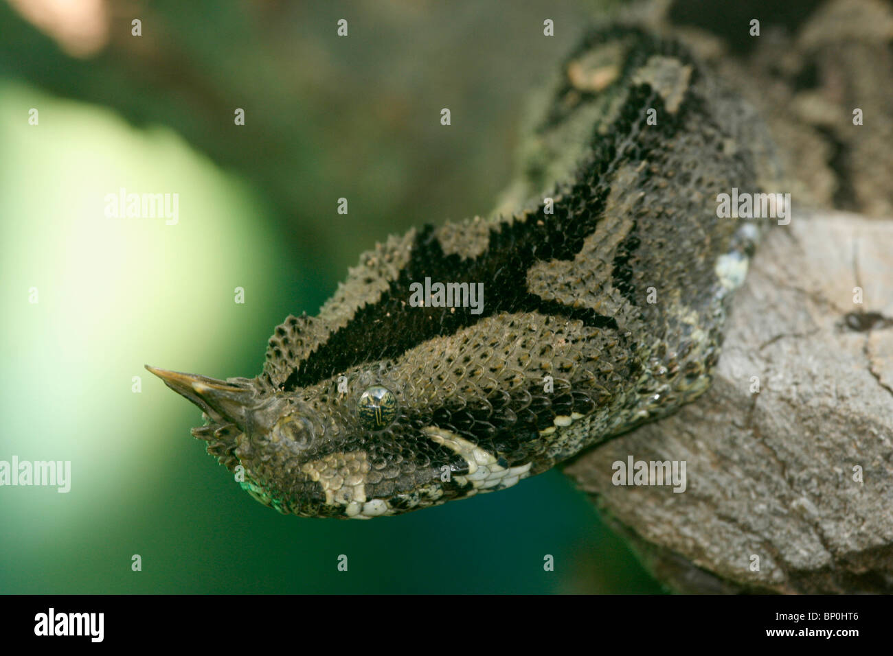 Bitis nasicornis (vipère rhinocéros), Ouganda Banque D'Images