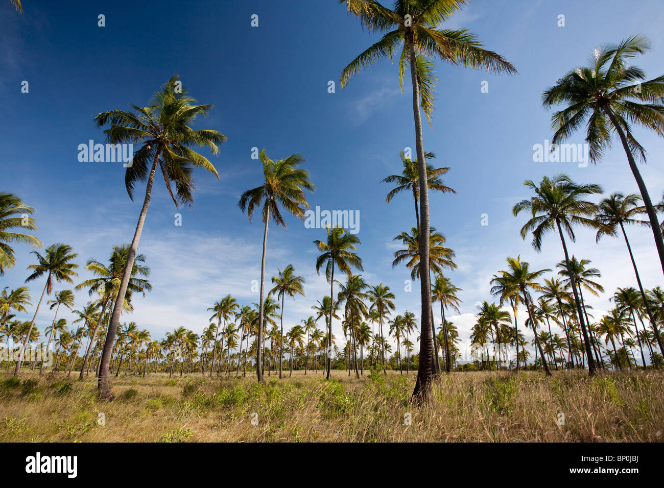 Le Mozambique, Tofo. Les plantations de cocotiers autour de tofo. Banque D'Images