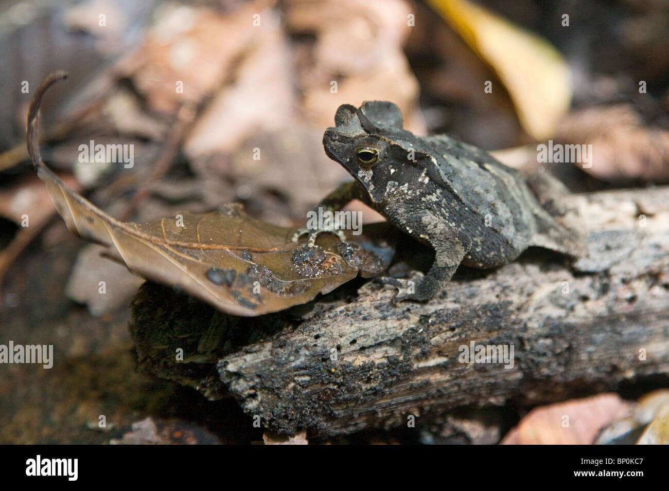 Le Pérou. Un Crapaud dans la forêt à la forêt tropicale du bassin amazonien. Banque D'Images
