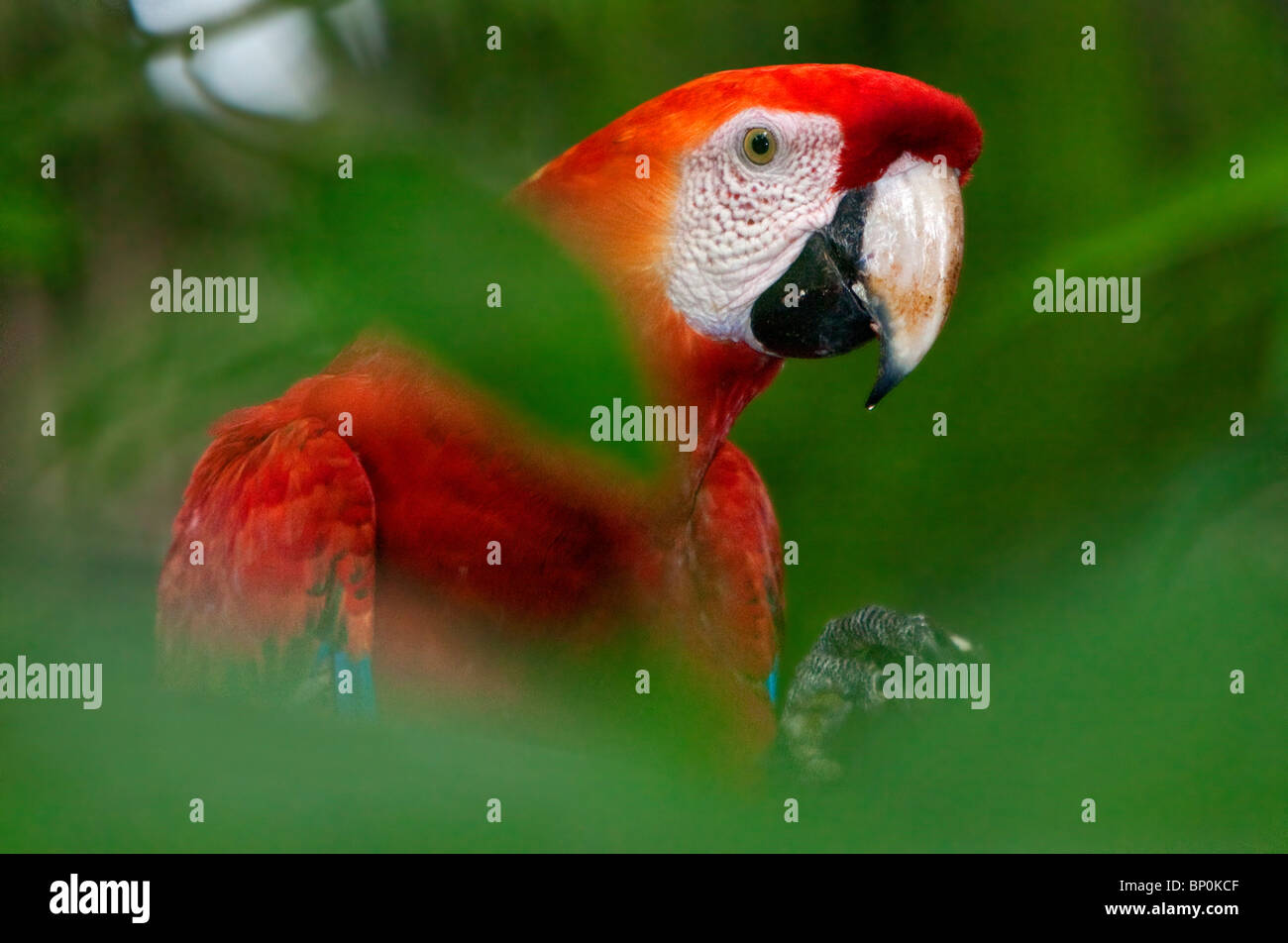 Le Pérou. Un brillant ara rouge dans la forêt tropicale du bassin amazonien. Banque D'Images