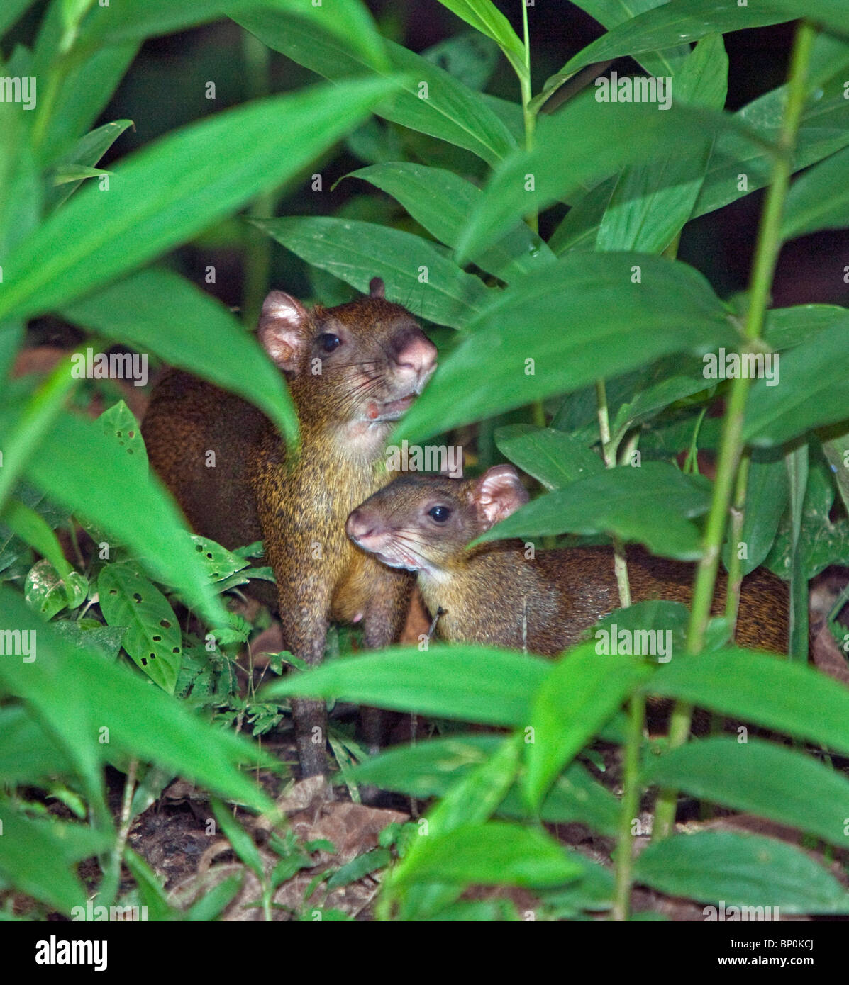 Le Pérou. Brown agutis dans la forêt tropicale du bassin amazonien. Banque D'Images