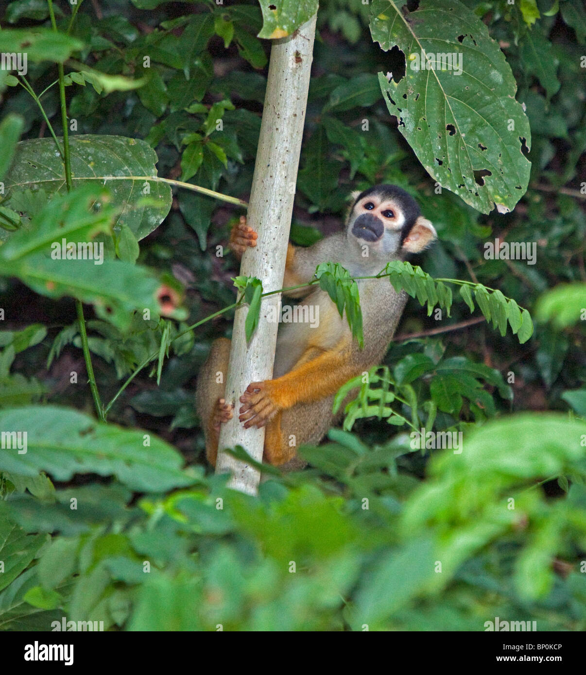 Le Pérou. Un singe de l'écureuil dans la luxuriante forêt tropicale du bassin amazonien. Banque D'Images
