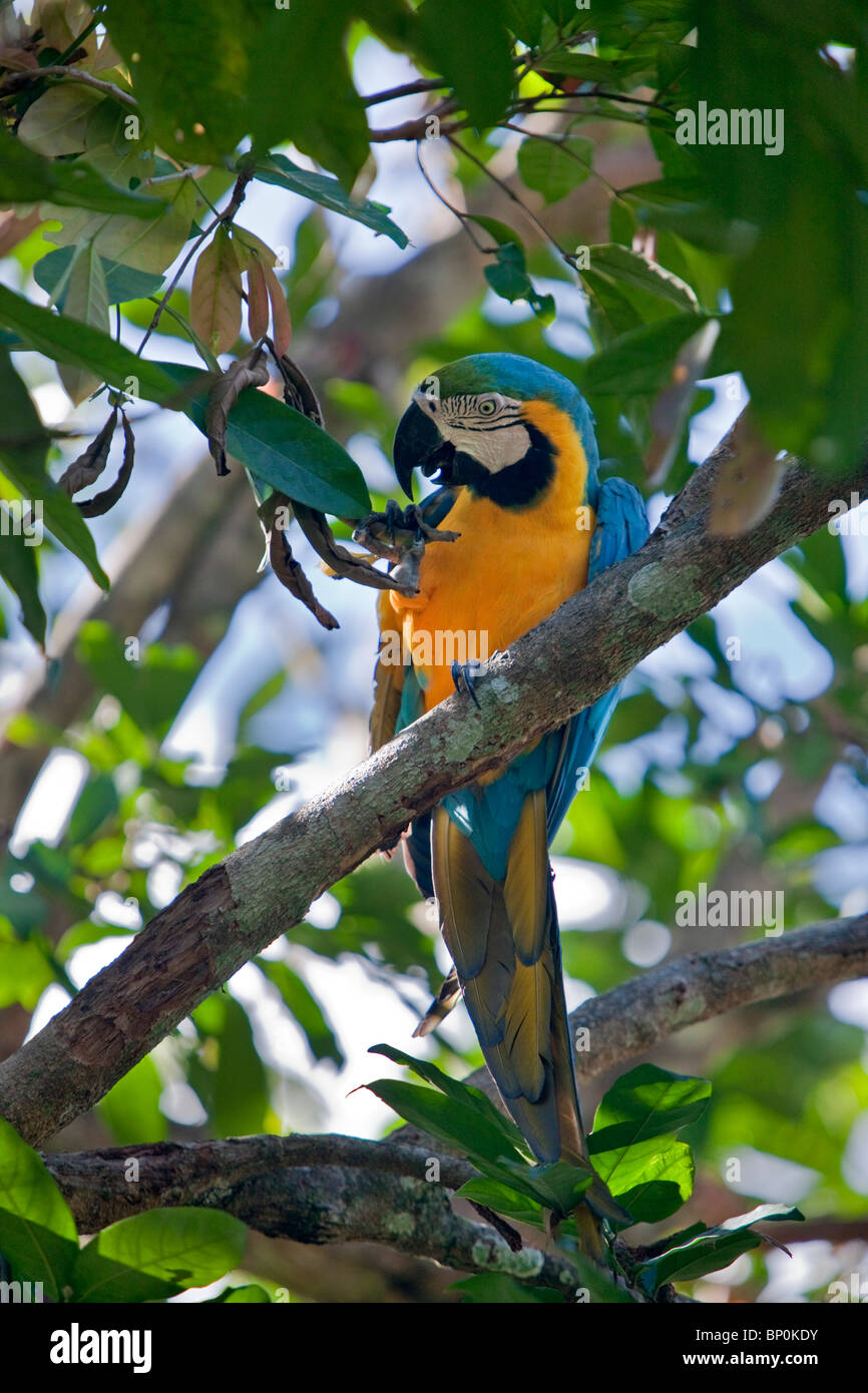 Le Pérou. Un bleu couleur-et-jaune macaw dans la forêt tropicale du bassin amazonien. Banque D'Images