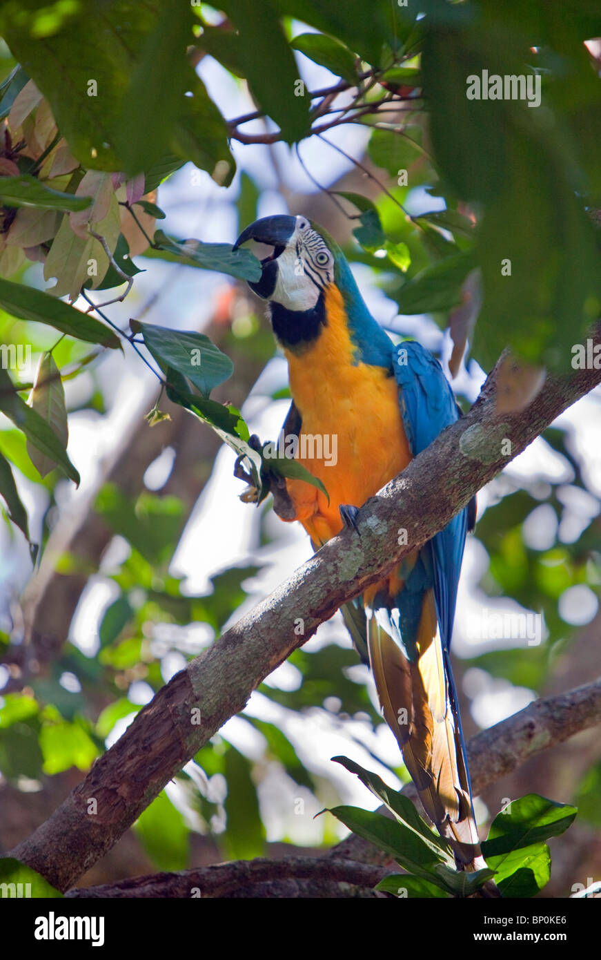 Le Pérou. Un bleu couleur-et-jaune macaw dans la forêt tropicale du bassin amazonien. Banque D'Images