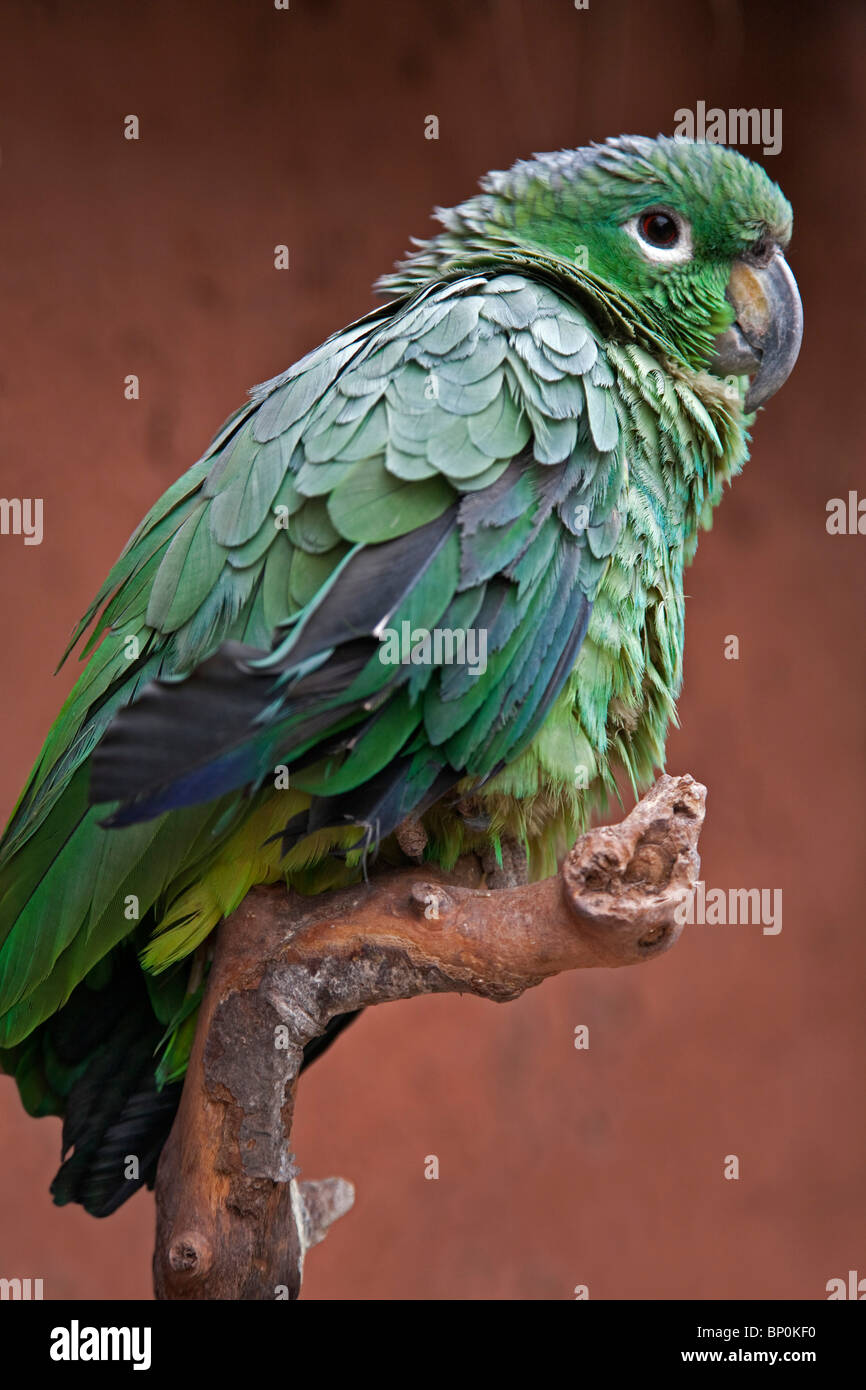 Le Pérou. Un perroquet vert du genre Amazona. Banque D'Images