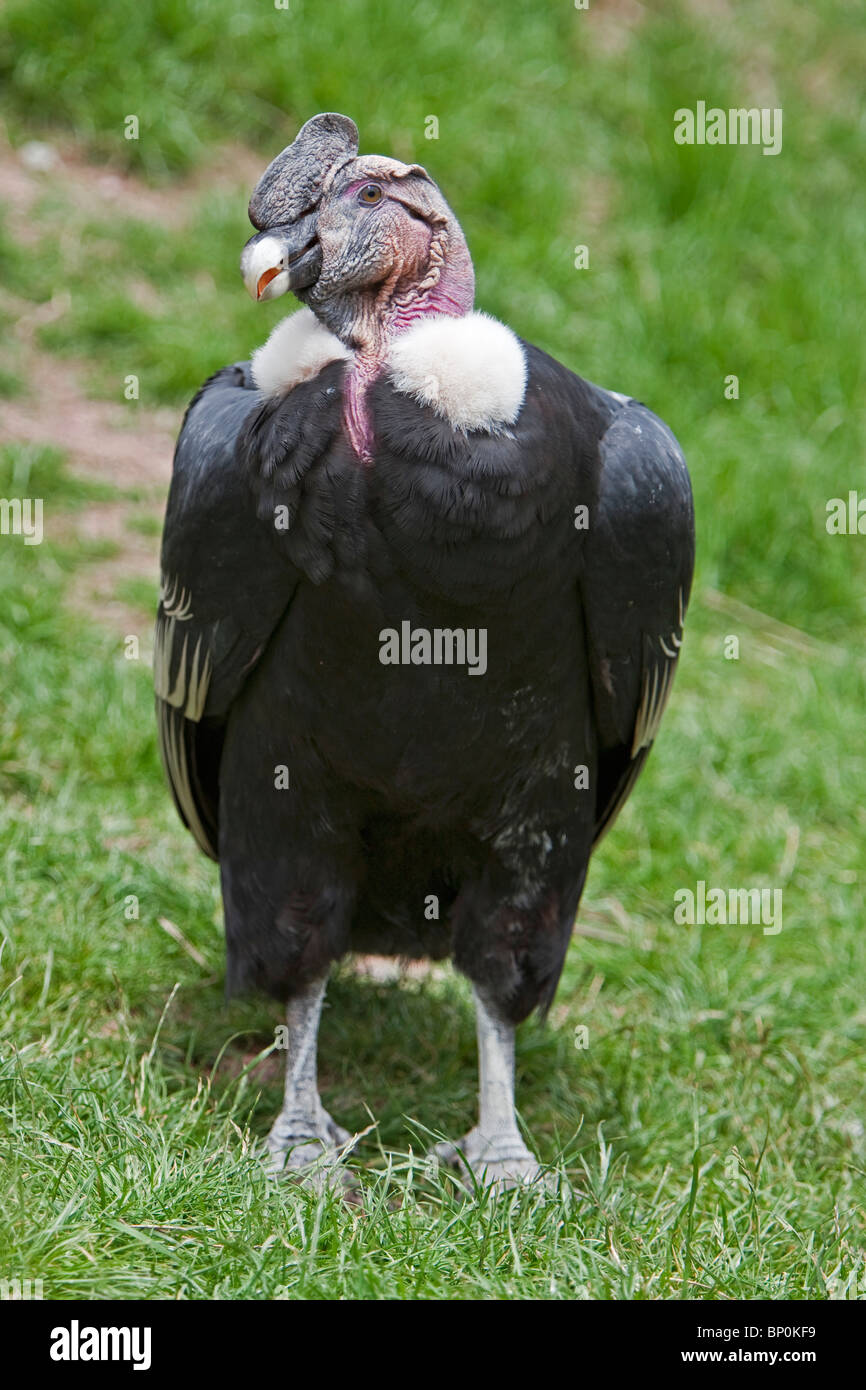 Le Pérou. Un Condor des Andes, le plus grand oiseau terrestre de vol dans l'hémisphère occidental. Banque D'Images