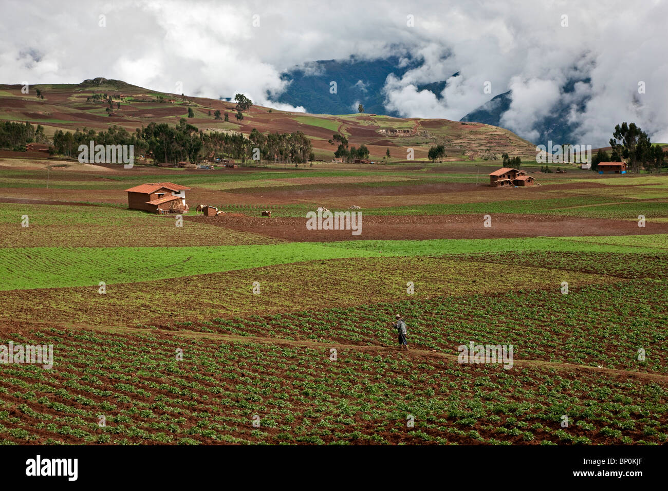 Le Pérou, un homme traverse les champs fertiles de cultures dans la riche région agricole de la vallée de l'Urubamba. Banque D'Images