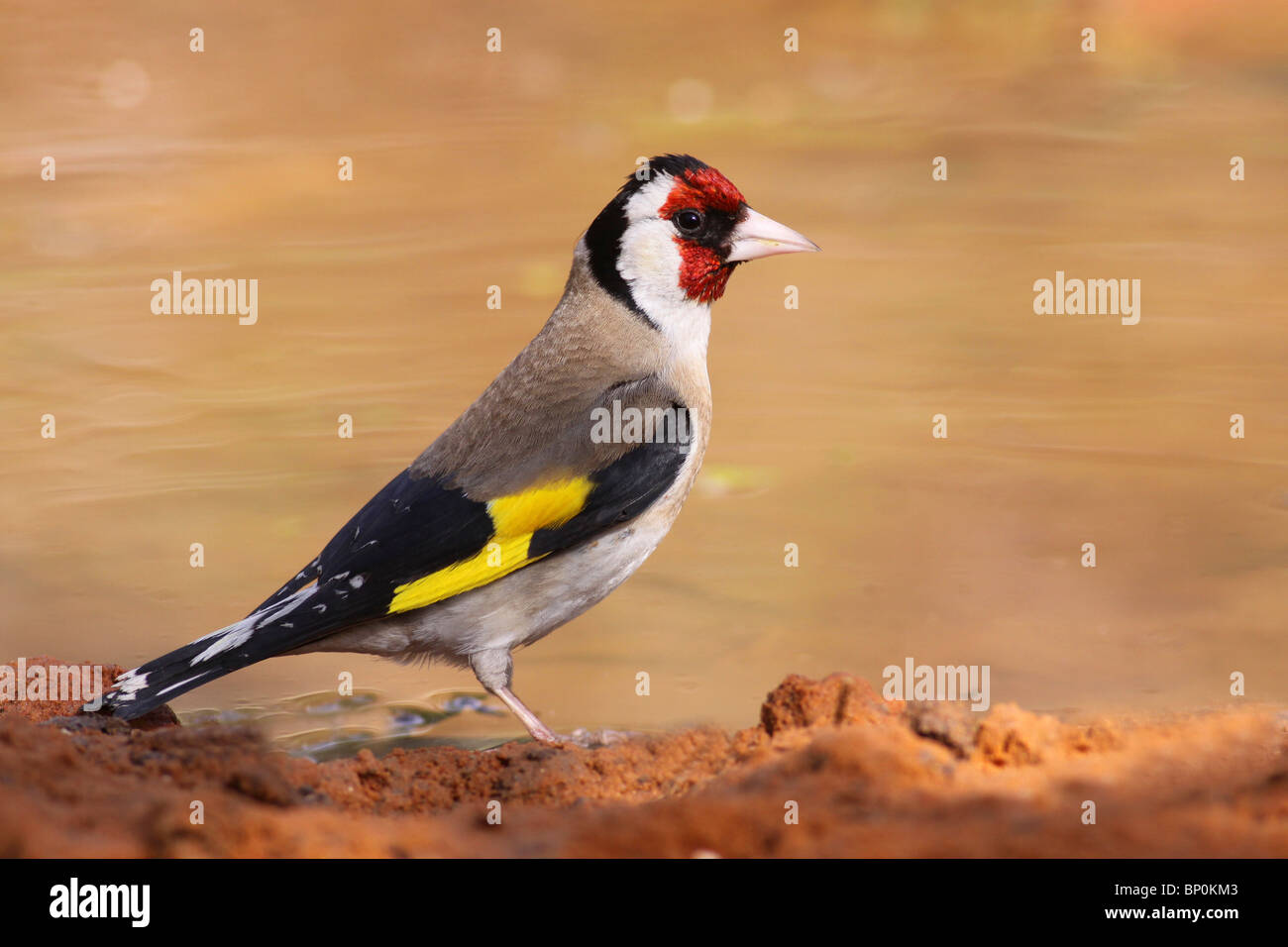 Chardonneret élégant (Carduelis carduelis), cet oiseau se nourrit de graines de l'ajonc d'usines et de chardons. Israël, Avril Banque D'Images