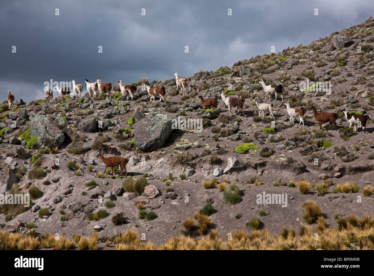 Le Pérou, les lamas dans l'altiplano sombre des hautes Andes près de Canyon de Colca. Banque D'Images