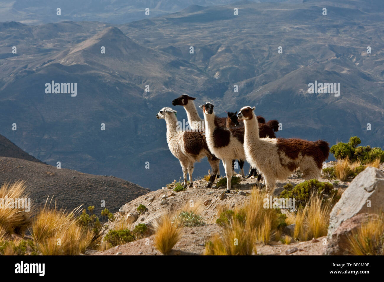 Le Pérou, les lamas dans l'altiplano sombre des hautes Andes près de Canyon de Colca. Banque D'Images