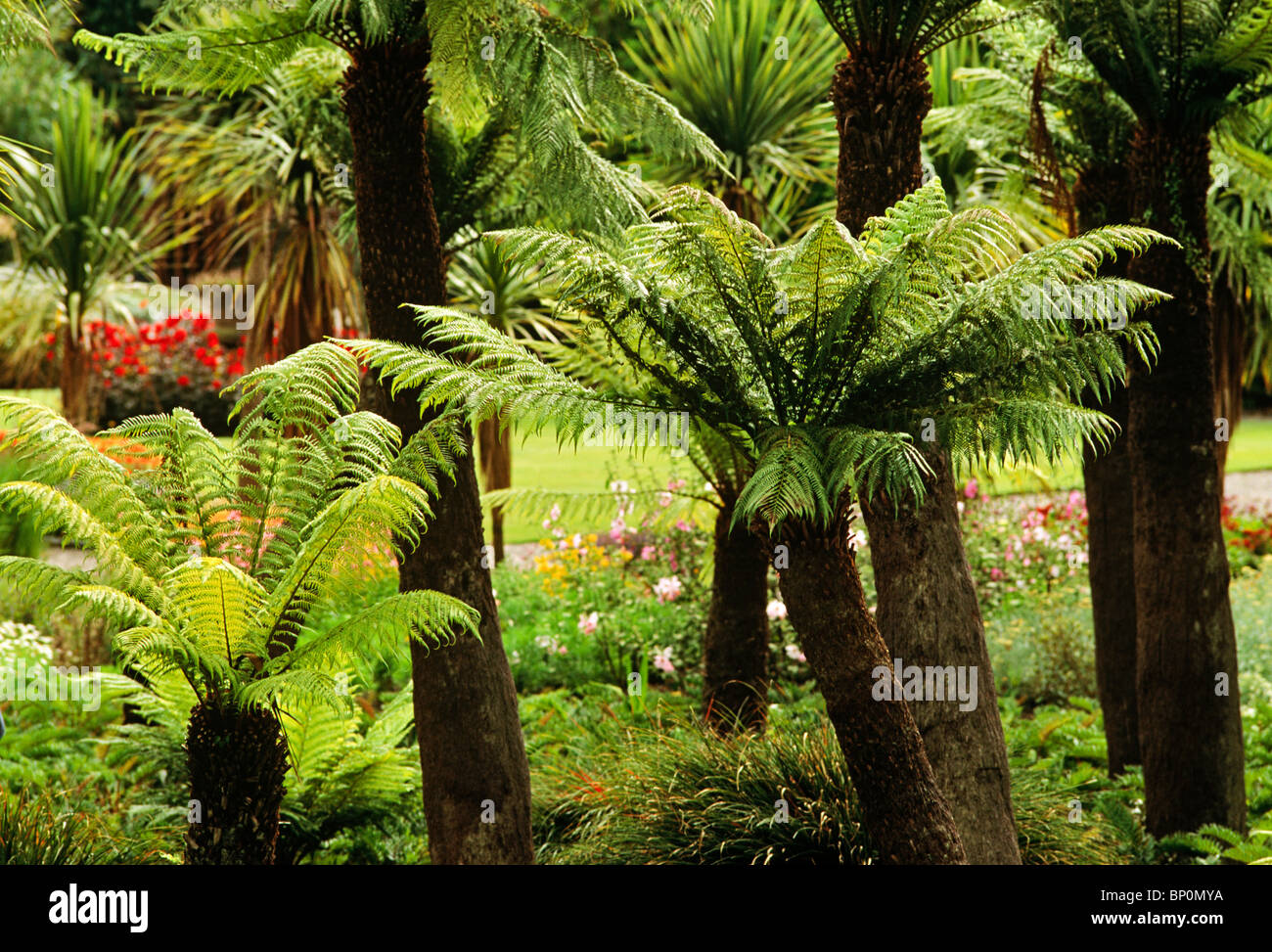 Logan Botannical Gardens, Mull of Galloway, le sud-ouest de l'Écosse Banque D'Images